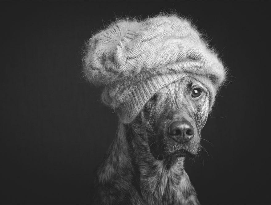 dog-portrait-photography-elke-vogelsang-9